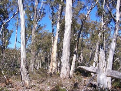 Lot 1 Lyell Highway, Bronte Park