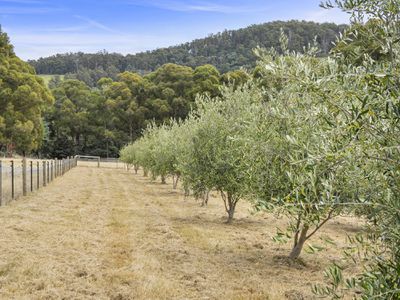 21 Martins Road, Petcheys Bay