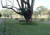 Winora Lot 3 Ostini Lane, Mullion Creek, Orange