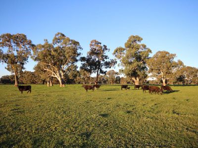 131 River Road, Wangaratta