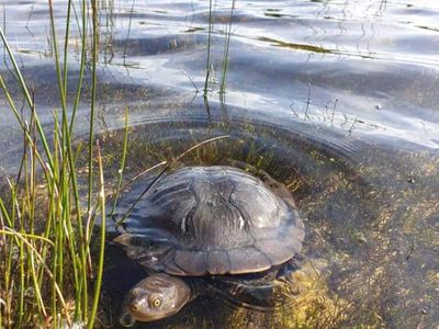 9635 SOUTHERN PORTS HIGHWAY, Beachport