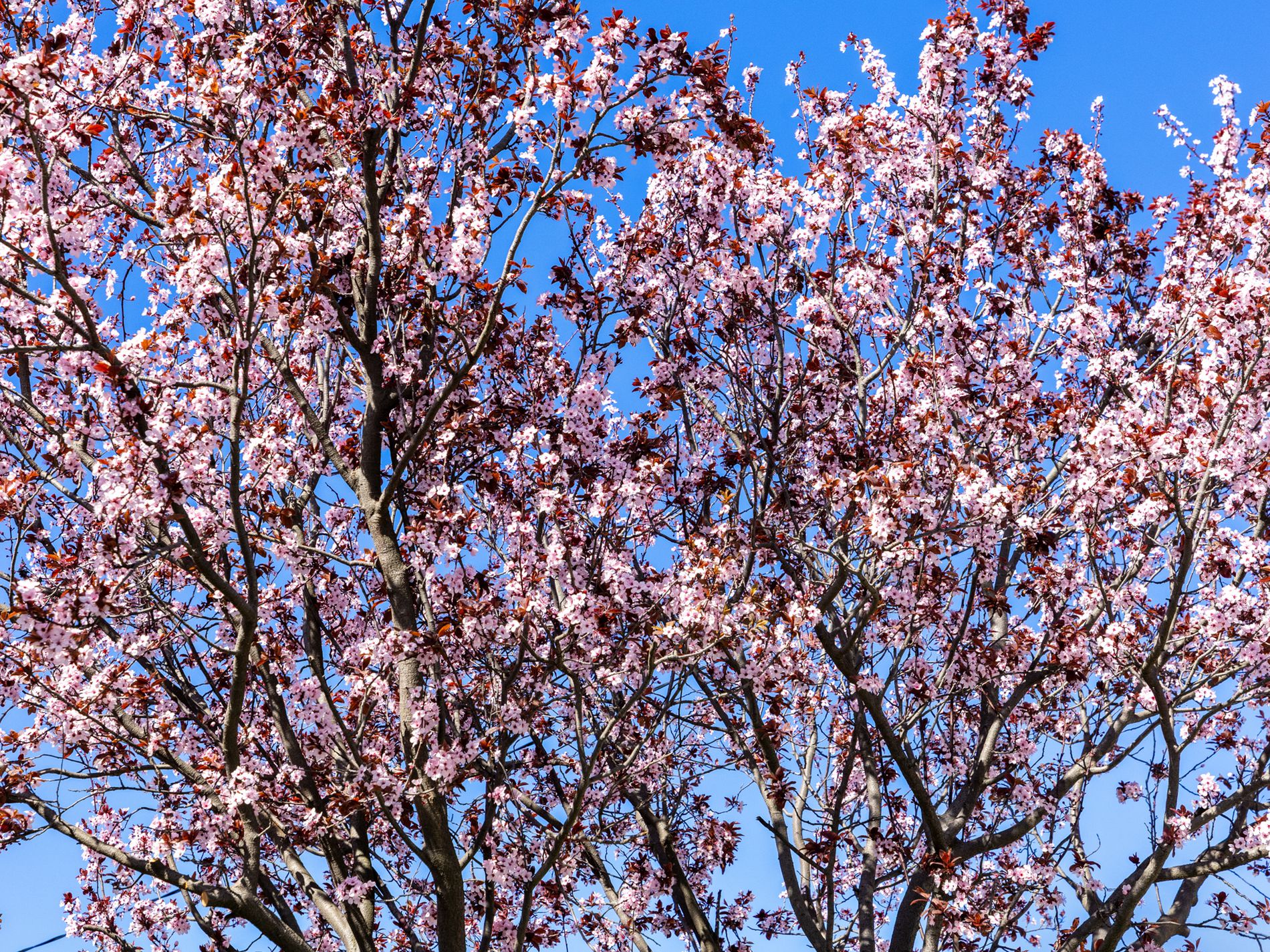 33 Ford Street, Newport