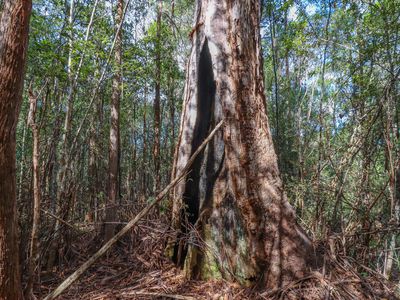 Lot 1, Link Road, Lonnavale