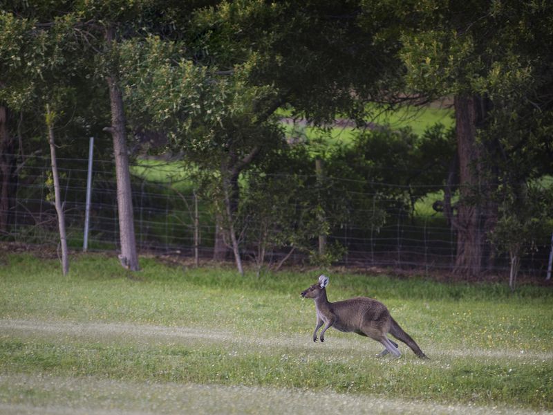 109 Summerville Crescent, Yallingup Siding