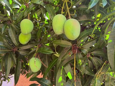 109 Brisbane Road, St Johns Park