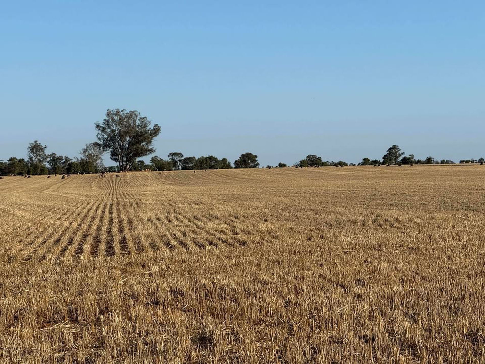 342 Olieview Road, Parkes