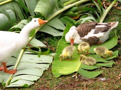 2120 Endeavour Valley Road, Cooktown