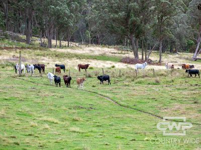 4291 Pinkett Road, Glen Innes