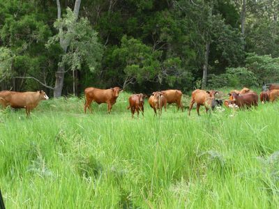 Conondale