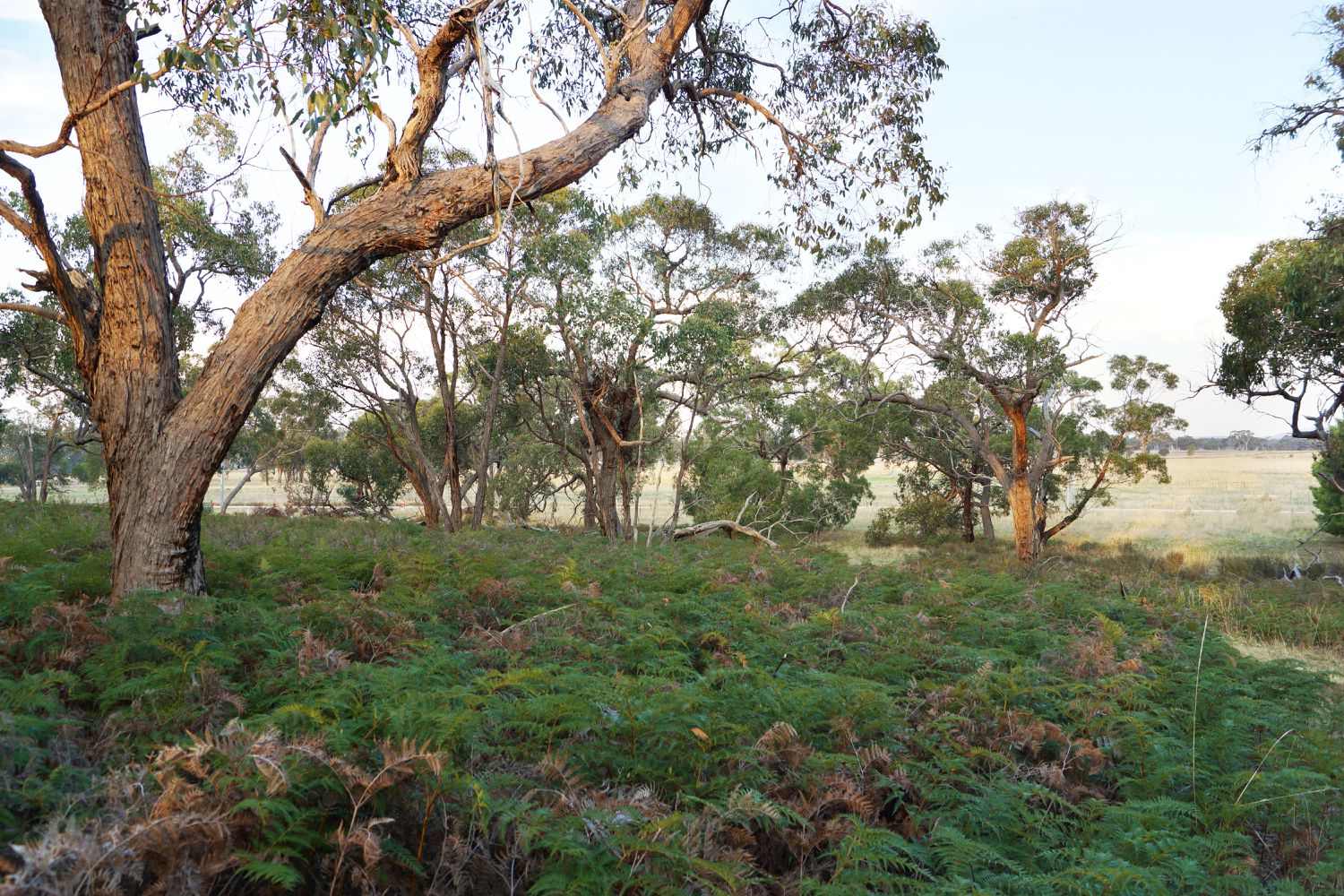 Lot 6, John McPhees Drive, Toolondo