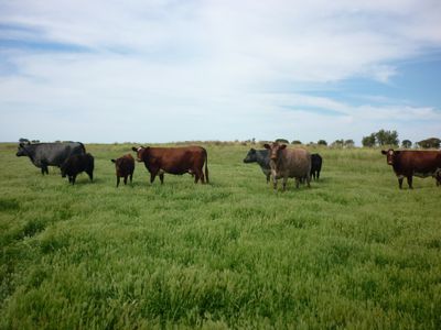 581 Mount Hope Road, Millicent