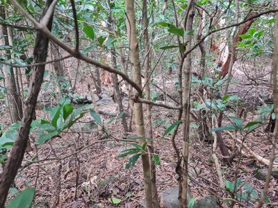 2 Parkinson Street, Cooktown