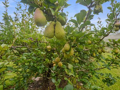 1888 TUMOULIN ROAD, Ravenshoe