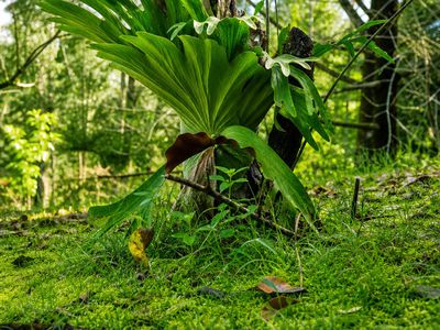 1 / 4  Wallaby Road, Nimbin