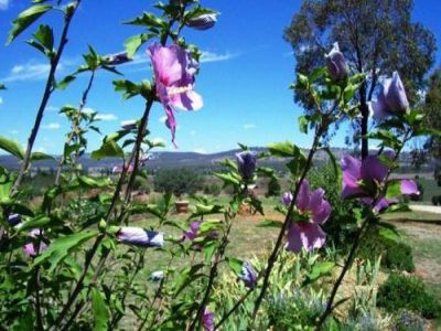 198 Coolah Creek Road, Coolah