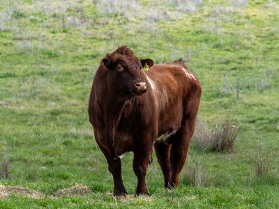 584 Huntley Road, Huntley