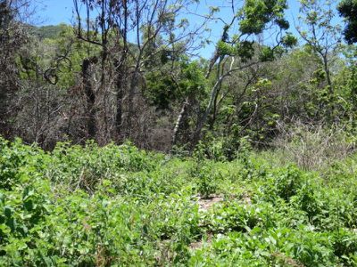 8 Quarantine Bay, Cooktown