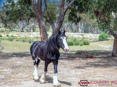 466 Balala Road, Uralla