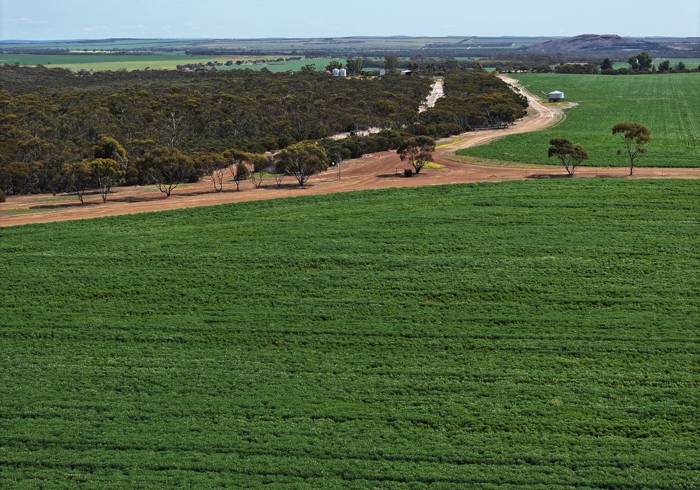 'Kamdarley' & 'King View', Hyden