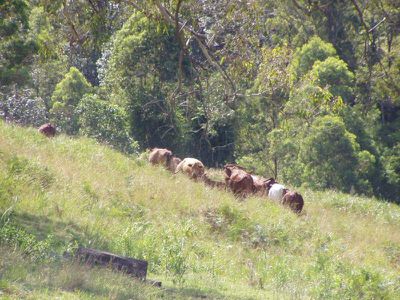 Conondale