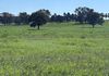 117 HILLSIDE LANE, Daroobalgie