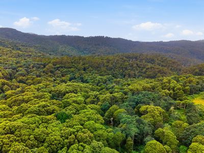 28834 Tasman Highway, Weldborough