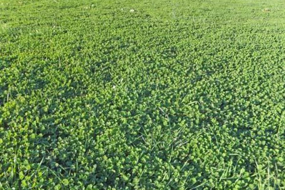 Trevaskis Road, Kyabram