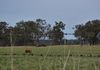Molong