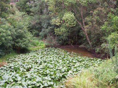 Ourimbah