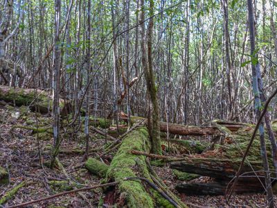 Lot 1, Link Road, Lonnavale