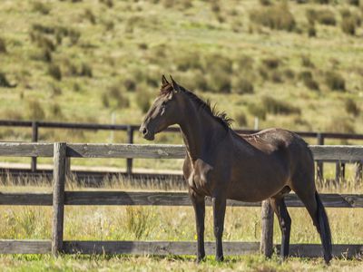 115 Cowles Road, Northwood