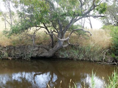 320 Tallarook-pyalong Rd, Tallarook