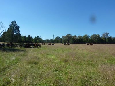 Lot 181 Lot 181 Westella Road Wongarbon, Wongarbon