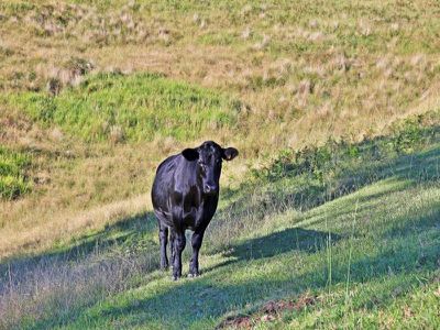 507 Upper Kangaroo River Road, Kangaroo Valley