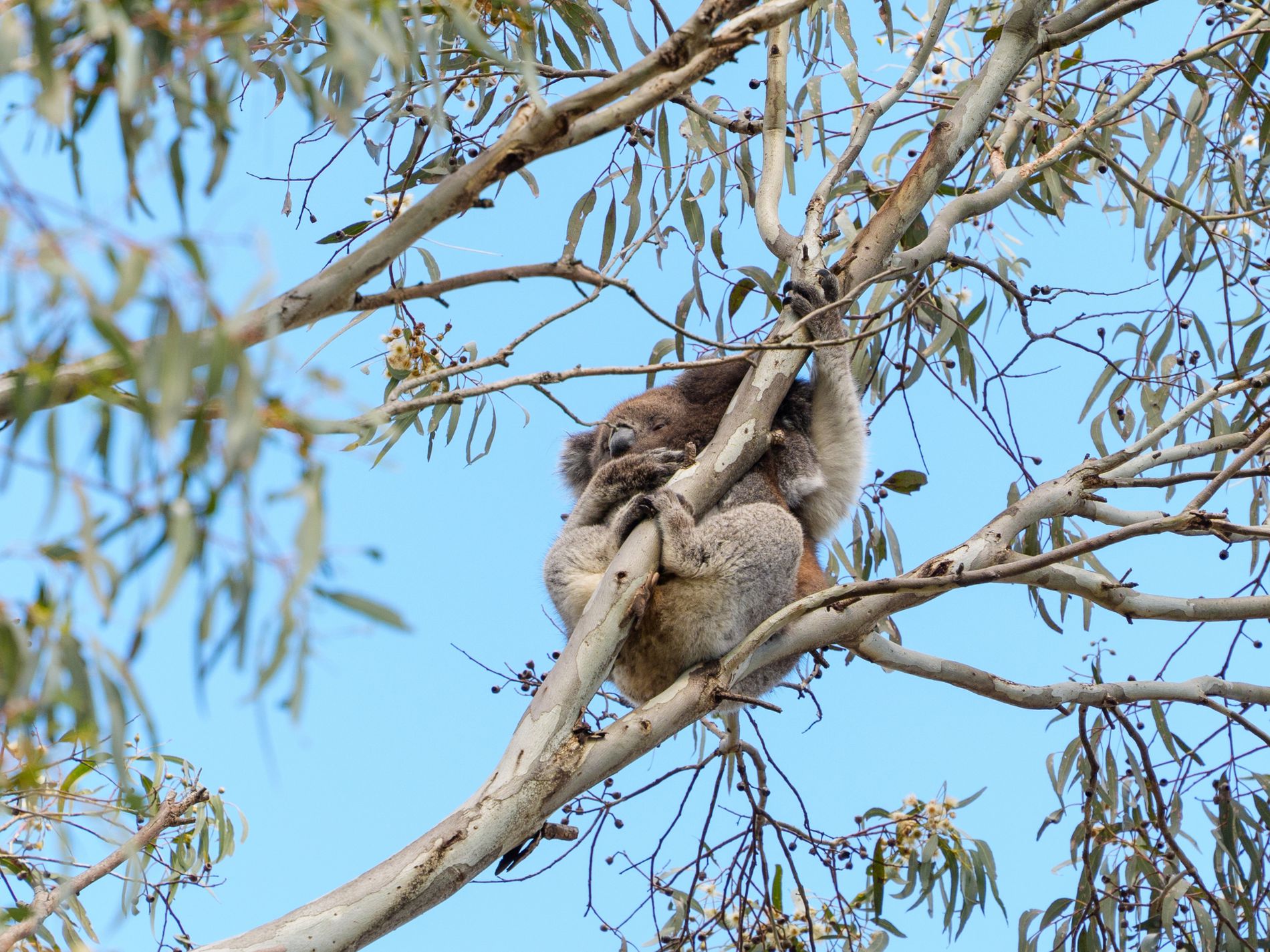 126 Yarrabee Road, Greenhill