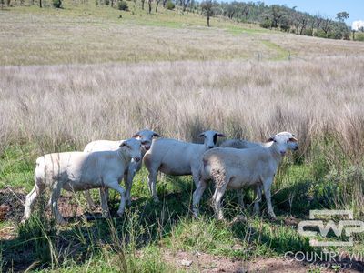 9699 Bruxner Highway, Bonshaw