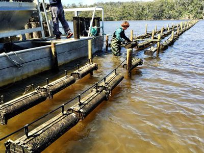 100 Cockle Creek Road, Recherche