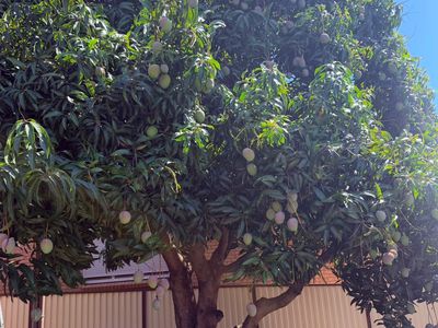 109 Brisbane Road, St Johns Park