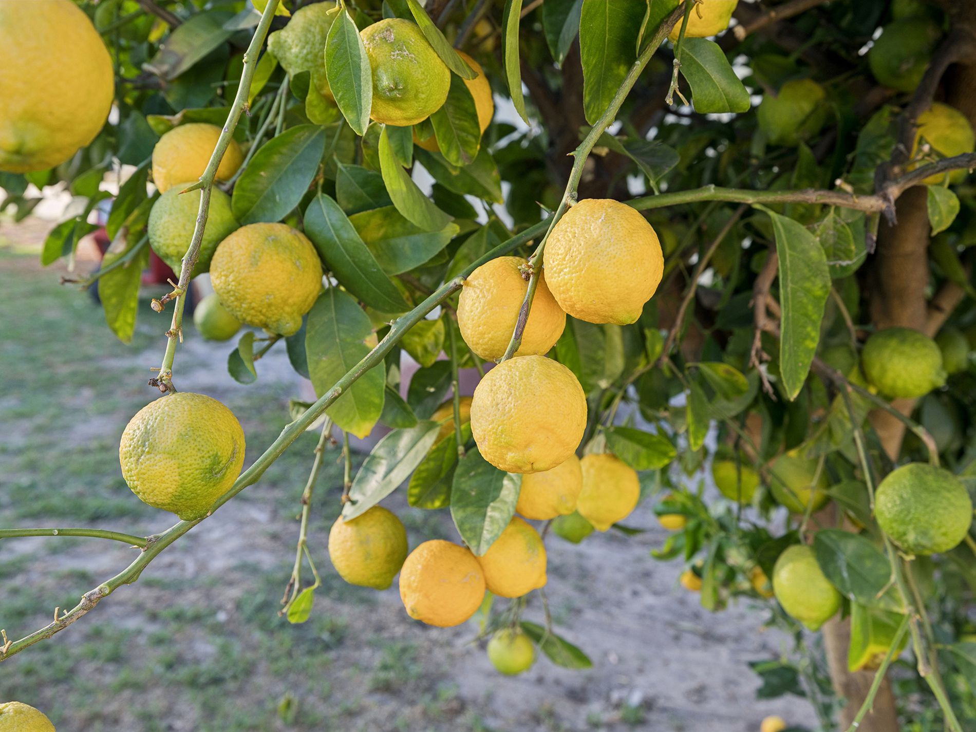 26 Mader Road, Mundijong