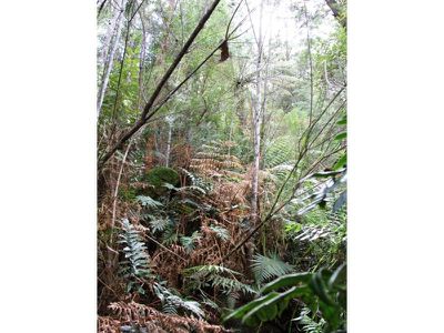 Arve Road, Geeveston