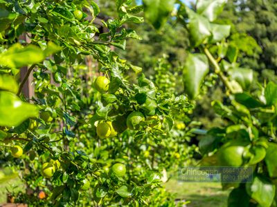 461 Repentance Creek Road, Goonengerry