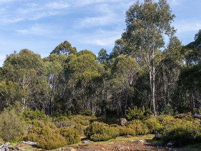 Lot 1, Lyell Highway, Derwent Bridge