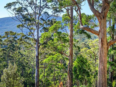 634 Tobys Hill Road, Cygnet