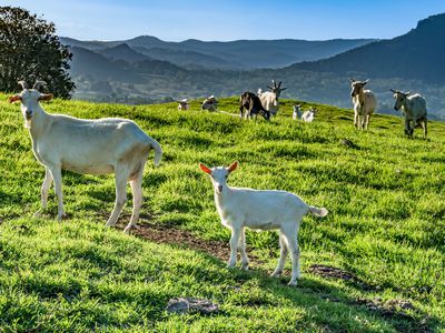 392 TUNTABLE FALLS ROAD, Nimbin