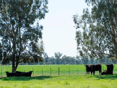 Wodonga