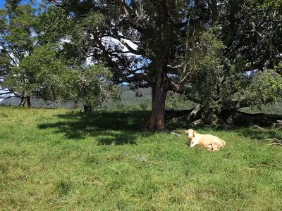 2430 Nimbin Road, Nimbin