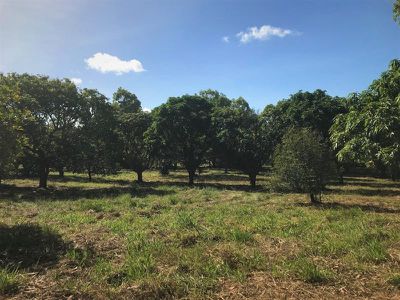 109 Endeavour Valley Road, Cooktown