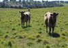 * Boomey Stud   - Euchareena Road, Molong