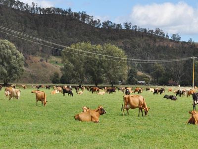 4251 Omeo Highway, Eskdale