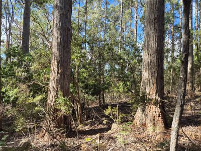 Lot 2, Off Paddys Lane, Franklin
